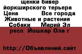 щенки бивер йоркширского терьера › Цена ­ 8 000 - Все города Животные и растения » Собаки   . Марий Эл респ.,Йошкар-Ола г.